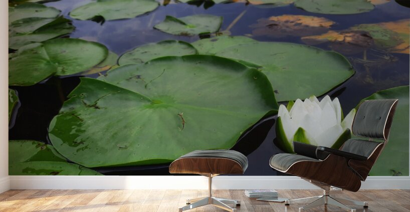 Water Lily 2 Wall Murals