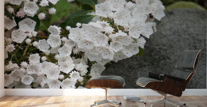 White Mountain Laurel Wall Murals