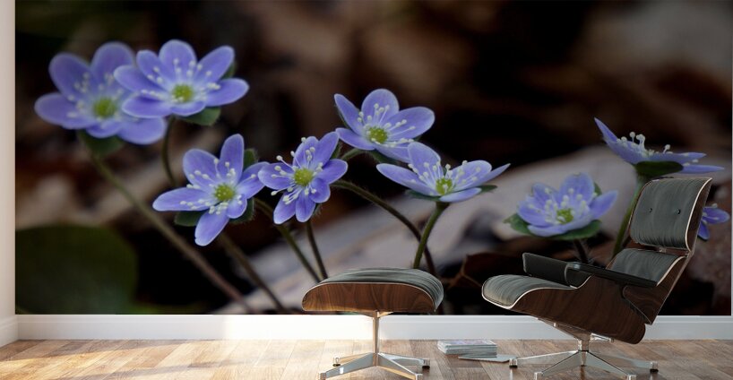 Hepatica Wall Murals
