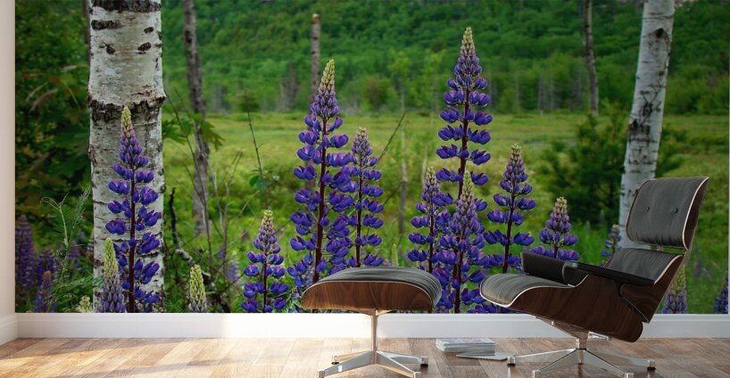 Maine Lupines Wall Murals
