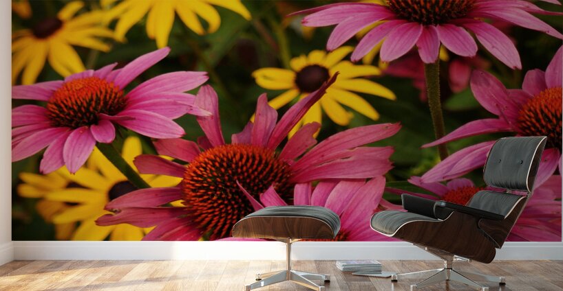 Echinacea And Rudbeckia Wall Murals