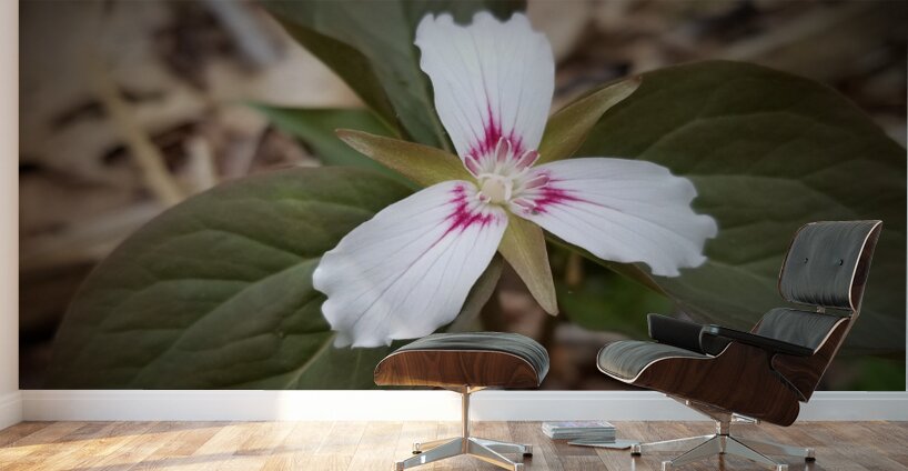 Painted Trillium Wall Murals