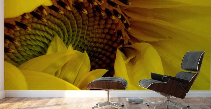 Unfurling Sunflower Wall Murals