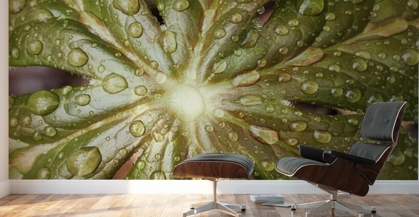 Raindrops On Mayapple Wall Murals