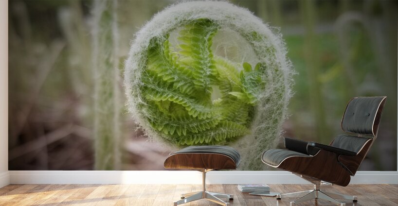 Fiddlehead Wall Murals