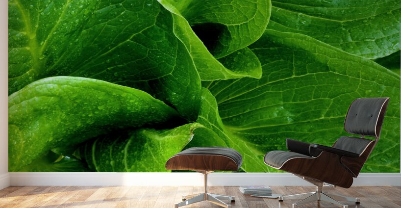 Skunk Cabbage Furls Wall Murals
