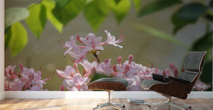Native Azalea 2 Wall Murals