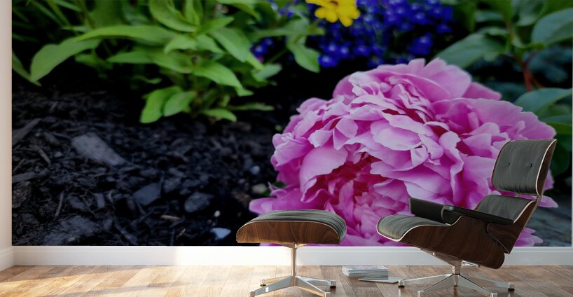 VT Peony 1 Wall Murals