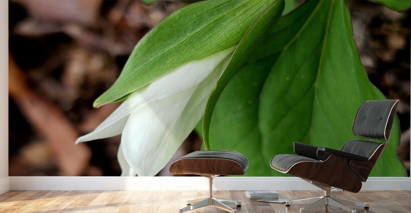 White Trillium Bud 1 Wall Murals