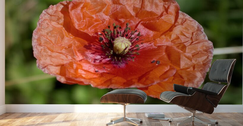 Poppy Wall Murals