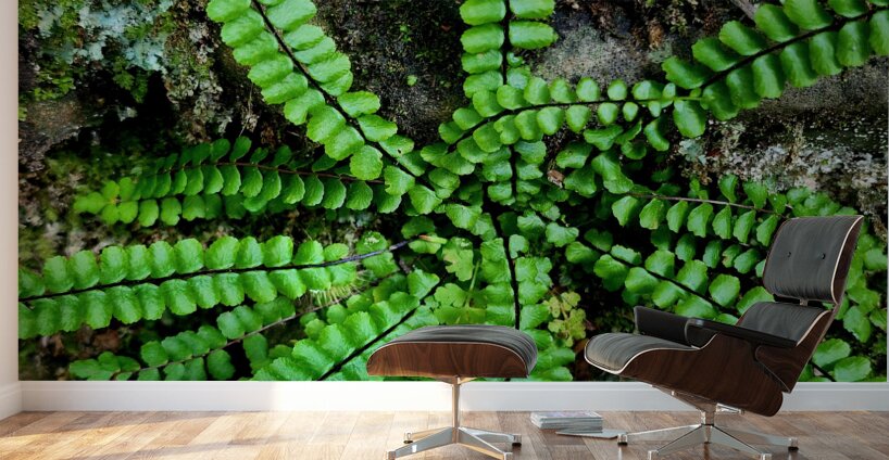 Maidenhair Spleenwort Wall Murals