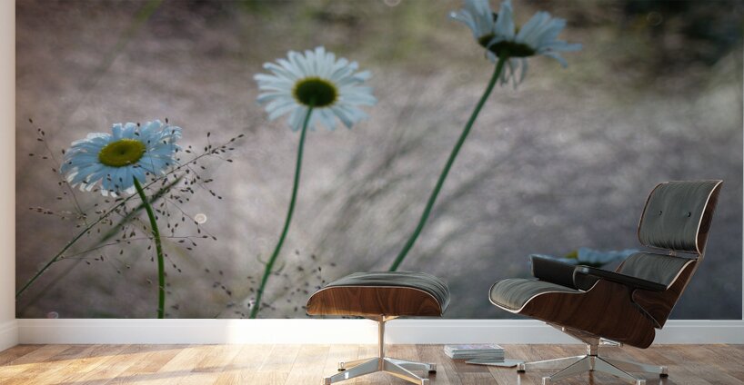 Daisies Wall Murals