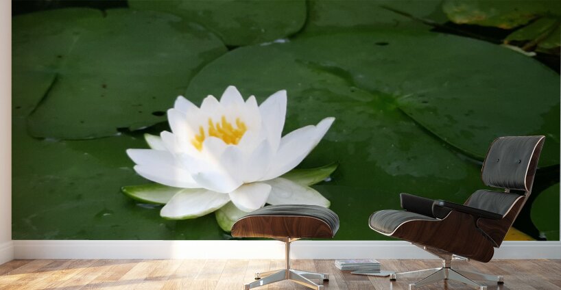 Water Lily 1 Wall Murals