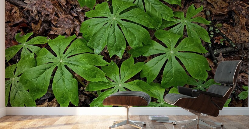 Mayapples Wall Murals