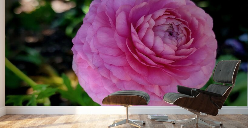 Ranunculus Wall Murals