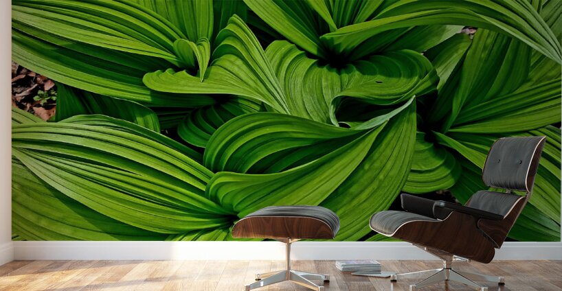 Green False Hellebore Wall Murals