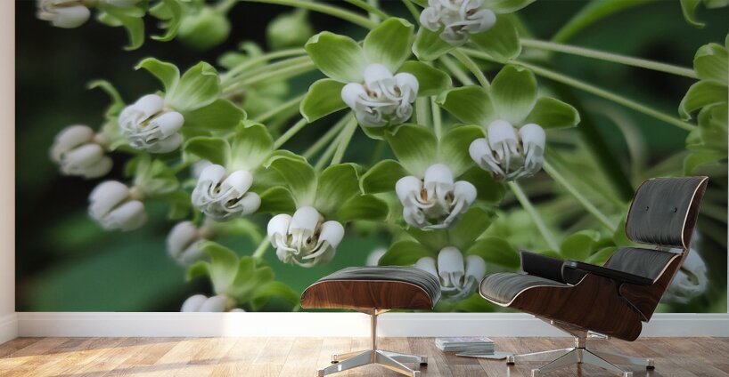 Poke Milkweed Wall Murals