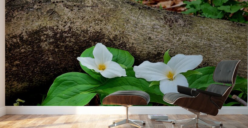 Trillium Duo Wall Murals