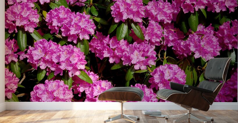 Rhododendron Wall Murals