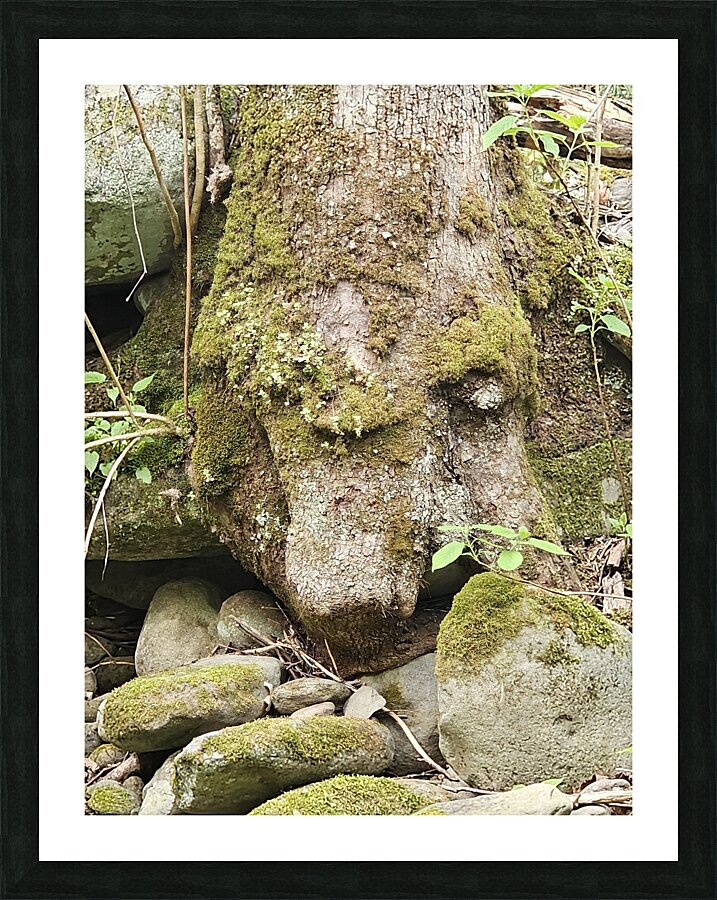 Faces Of The Smokies 1  Framed Print Print