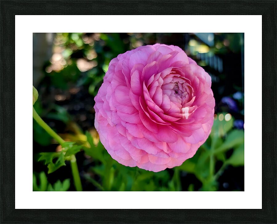 Ranunculus Picture Frame print