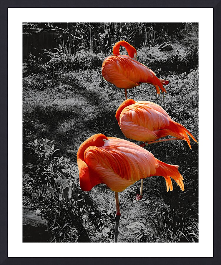 Flamingos Tucked Picture Frame print