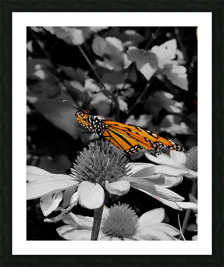 Monarch Butterfly Picture Frame print