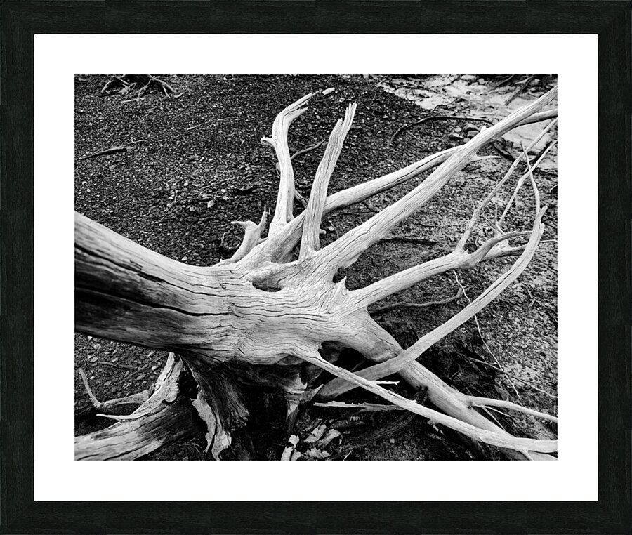 Roots  Framed Print Print