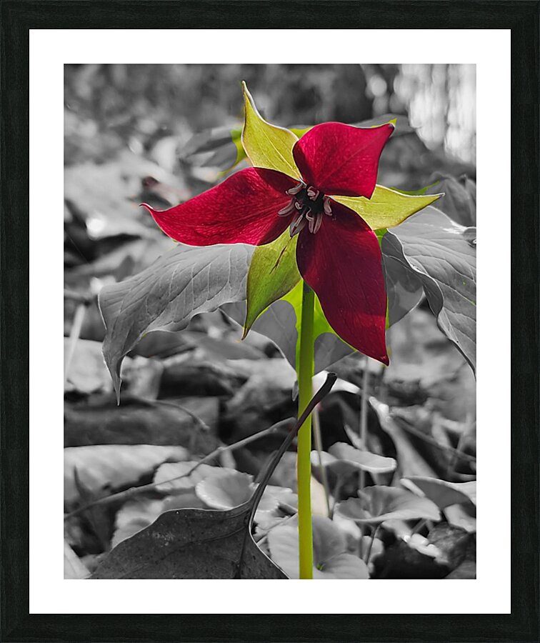 Red Trillium  Framed Print Print