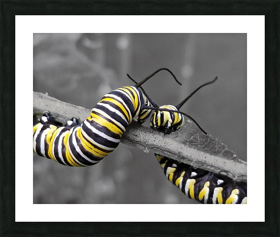 Monarch Caterpillars  Framed Print Print