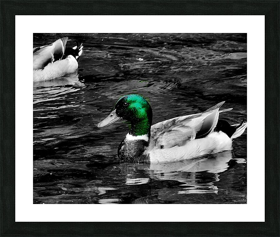 Mallard Duck  Framed Print Print