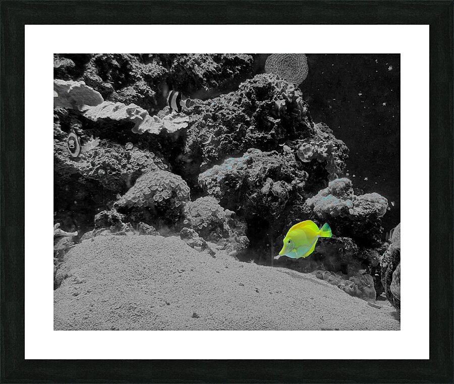 Tropical Fish  Framed Print Print