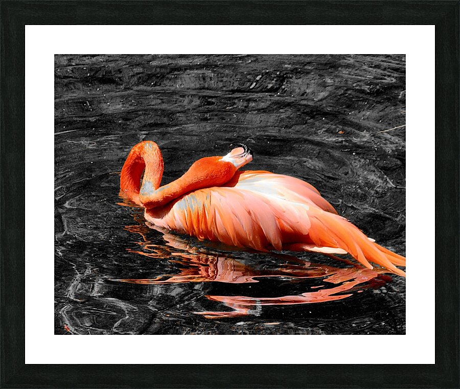 Flamingo Grooming Picture Frame print