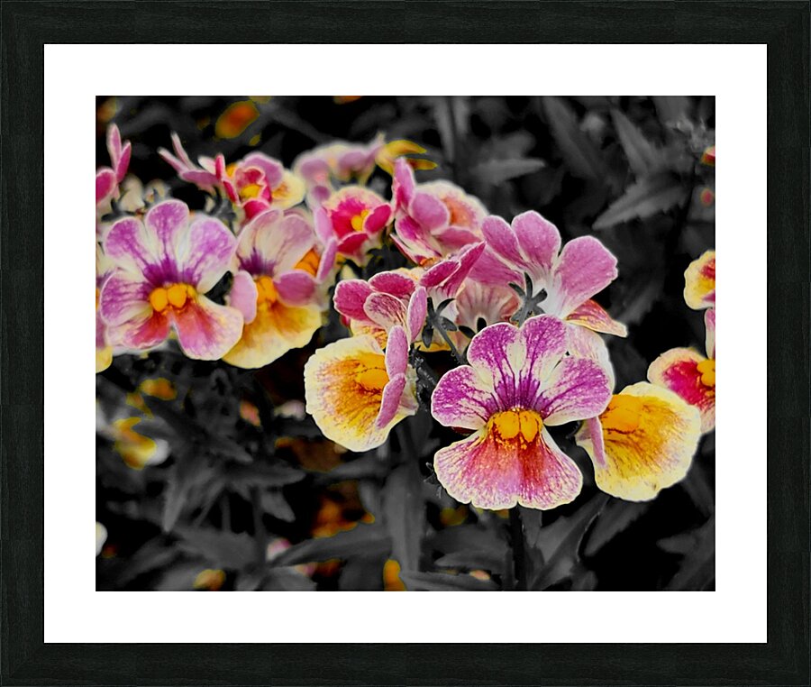 Orchids 1 Picture Frame print