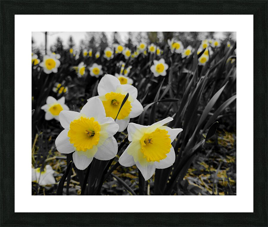 Daffodils  Framed Print Print