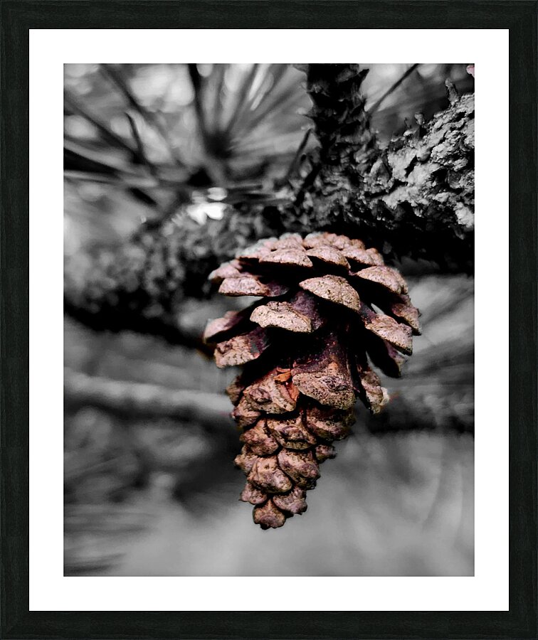 Pinecone  Framed Print Print