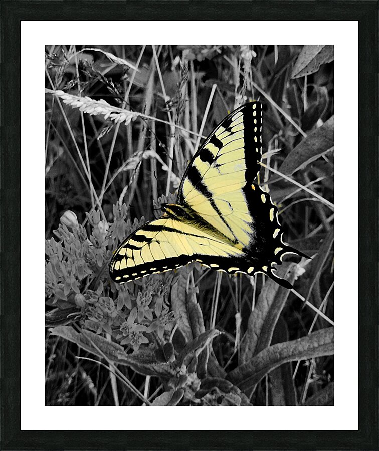 Swallowtail Butterfly  Framed Print Print