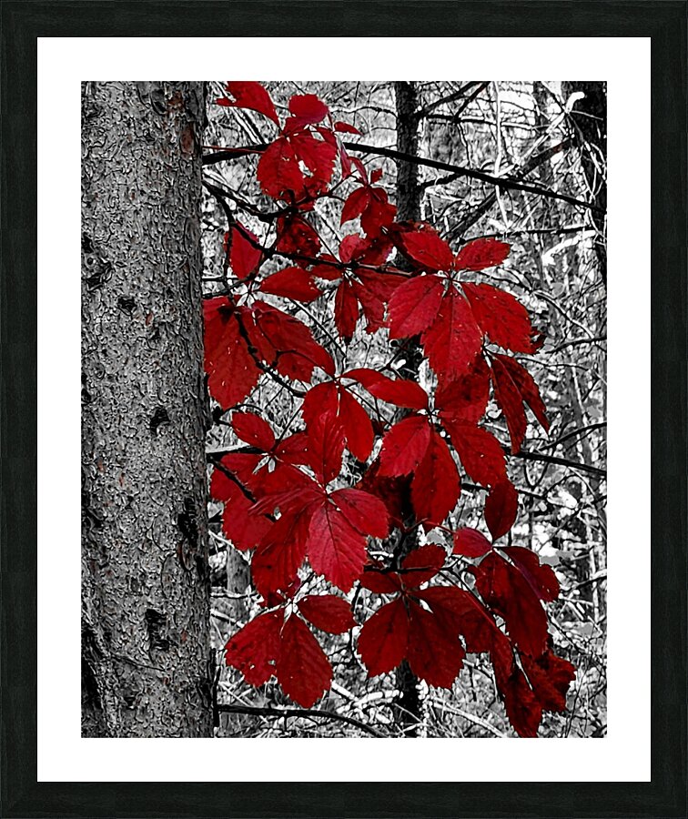 Virginia Creeper  Framed Print Print