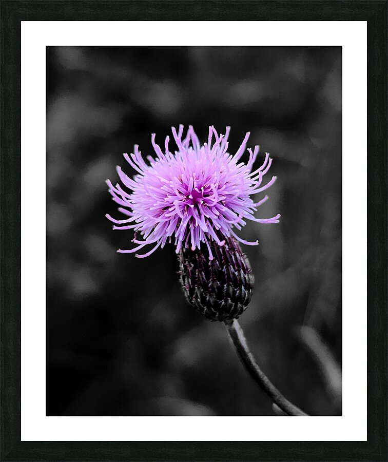 Thistle  Framed Print Print