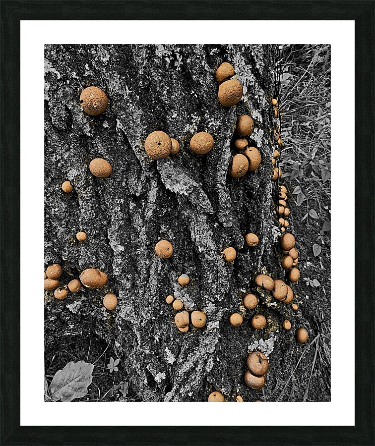 Puffball Mushrooms Picture Frame print