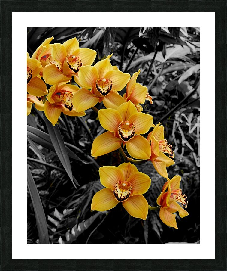 Orchids 3 Picture Frame print