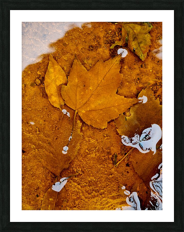 Red Maple Encased In Iron Oxide Picture Frame print