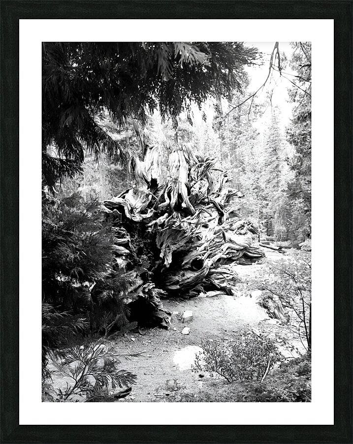 Sequoia Root Wad Picture Frame print
