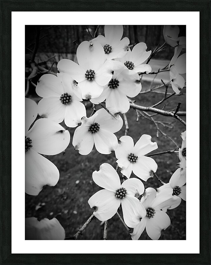 Flowering Dogwood Picture Frame print