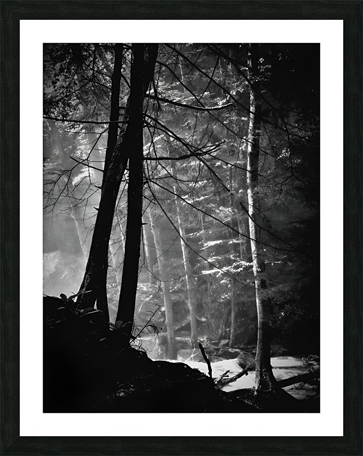 Forest Light Picture Frame print