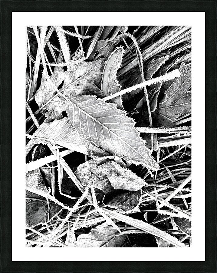 Frosty Oak Leaf Picture Frame print