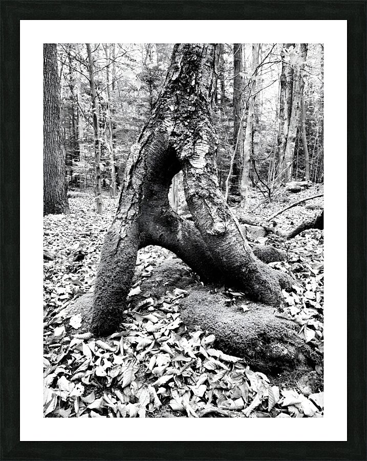 Natural A Picture Frame print