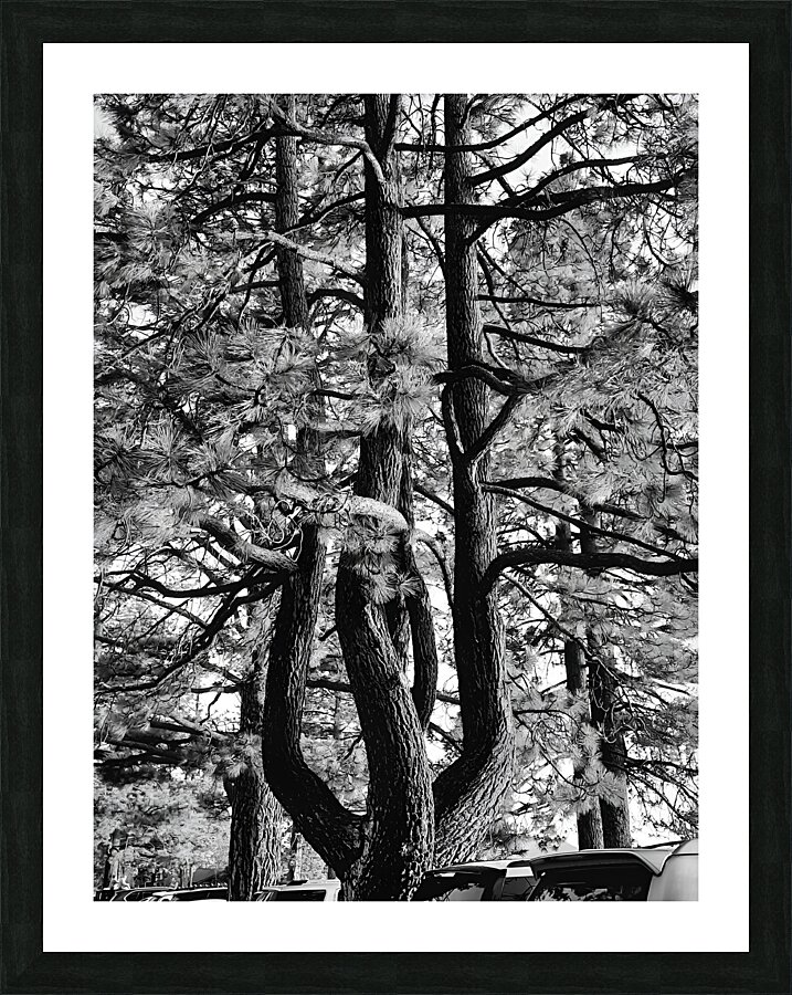 Evergreen Trident Picture Frame print