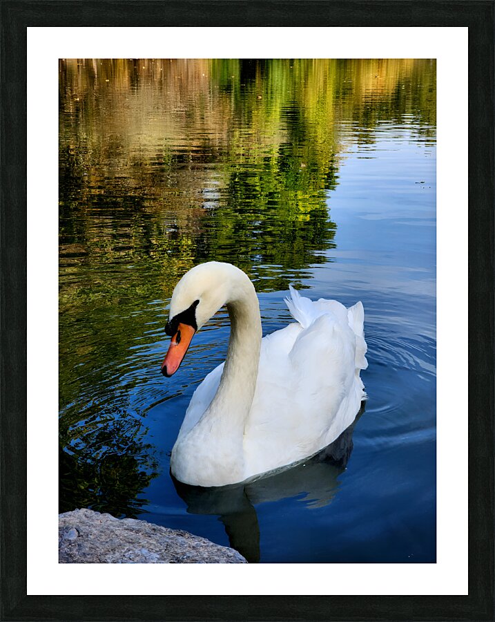 Swan 1 Picture Frame print