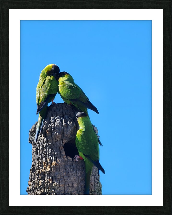 Nanday Parakeets Picture Frame print